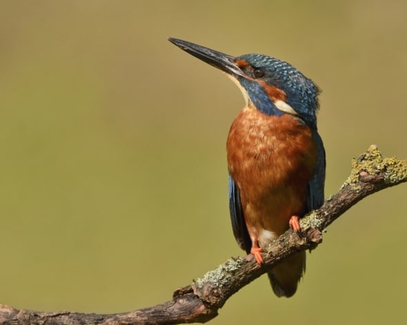 Kingfisher Male