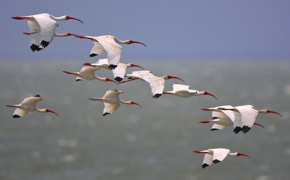 White Ibis over The Gulf