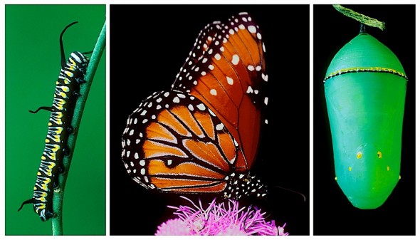 Queen Butterfly life cycle (D. gilippus)