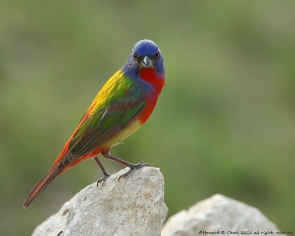 Rock Painting - Painted Bunting