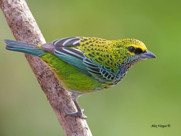 Speckled Tanager by Alex Vargas