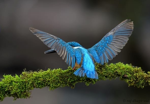 'Common Kingfisher' by Raj Dhage