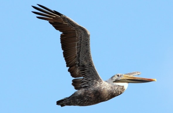 'Brown Pelican Flyby' by Michael J Murphy