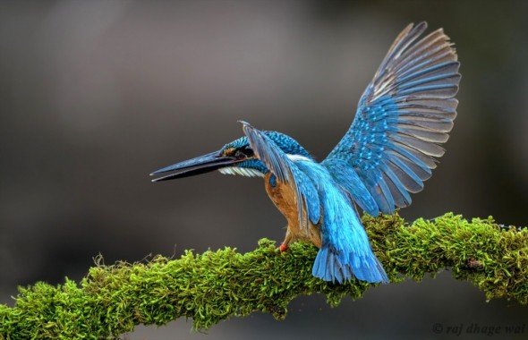 'Common Kingfishers' by Raj Dhage
