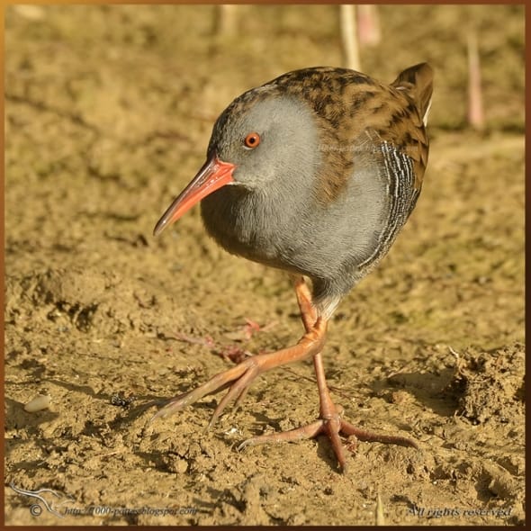 The stealth Water rail