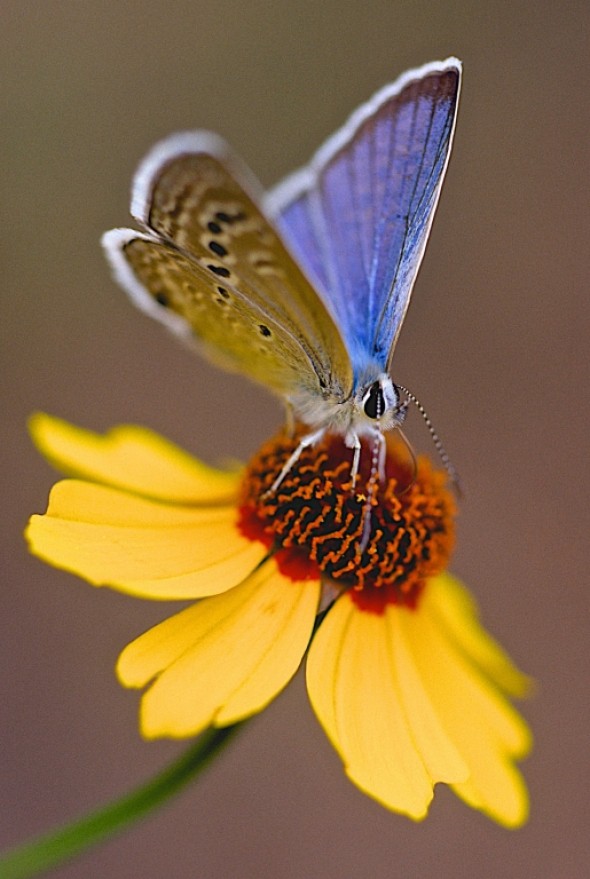Reakirt's Blue butterfly