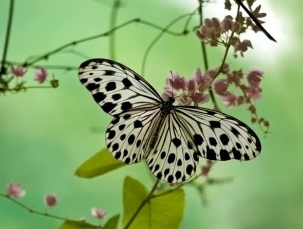 Beauty of Butterfly