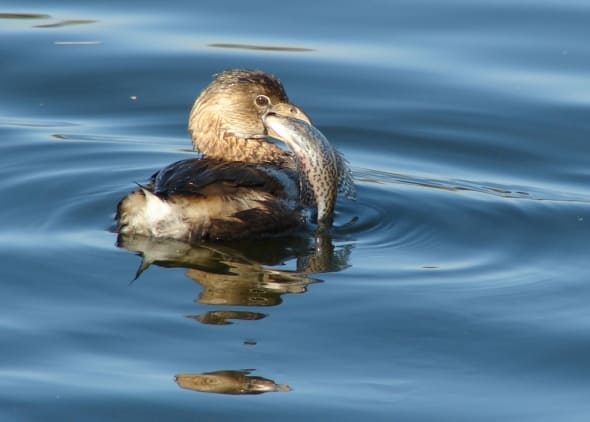 Little Grebe with more than a mouthful