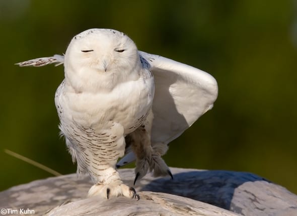 Snowy Owl Stretching
