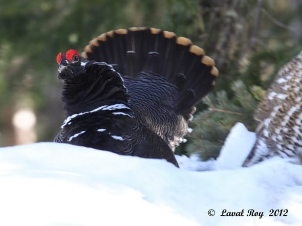 Ready to fight? Spruce Grouse
