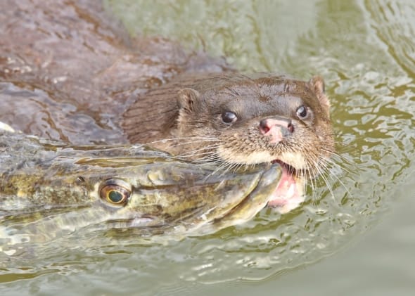 Otter with large Pike