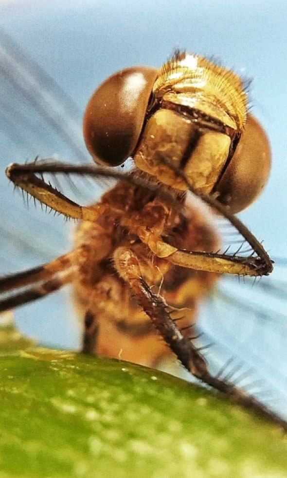 Portrait of a Caribbean Dragonfly