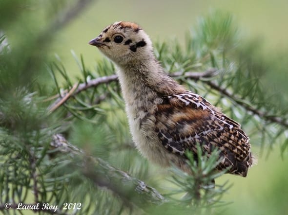 I wear the future in me - Spruce Grouse
