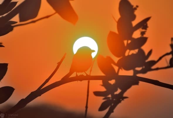 In Middle of the Sunrise - Southern Grey Shrike