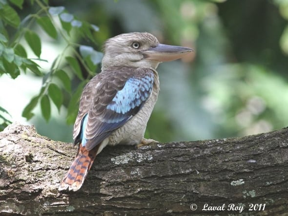 The voice of the Aussie Jungle - Blue-winged Kookaburra