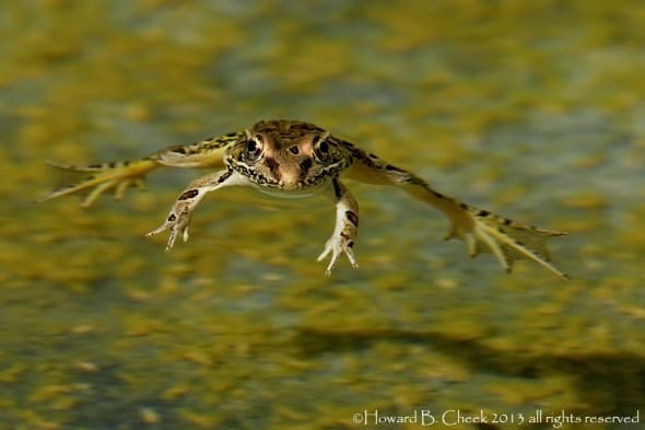 'Hang Time' (Leopard Frog) by Howard Cheek