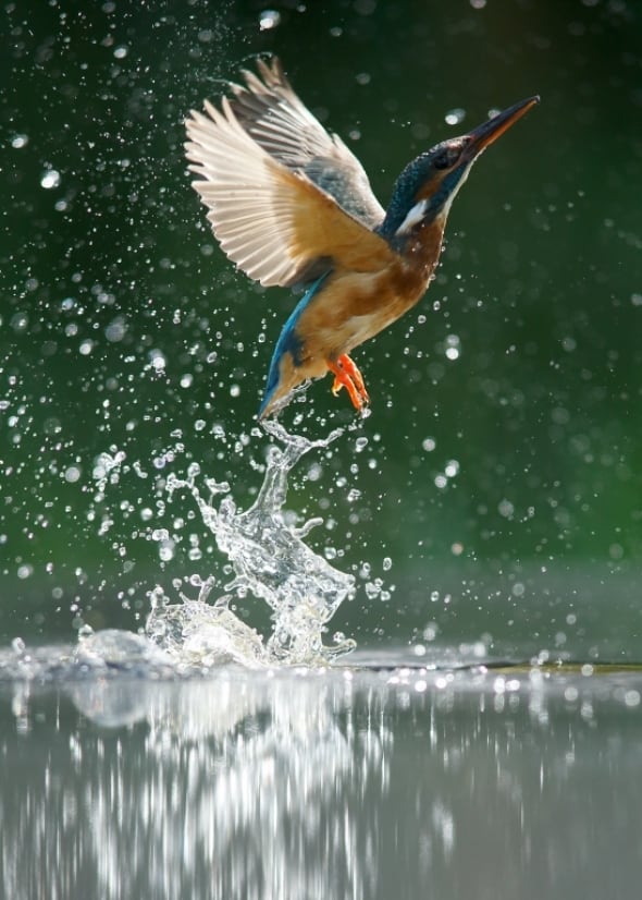 Kingfisher Fishing by Iain H. Leach