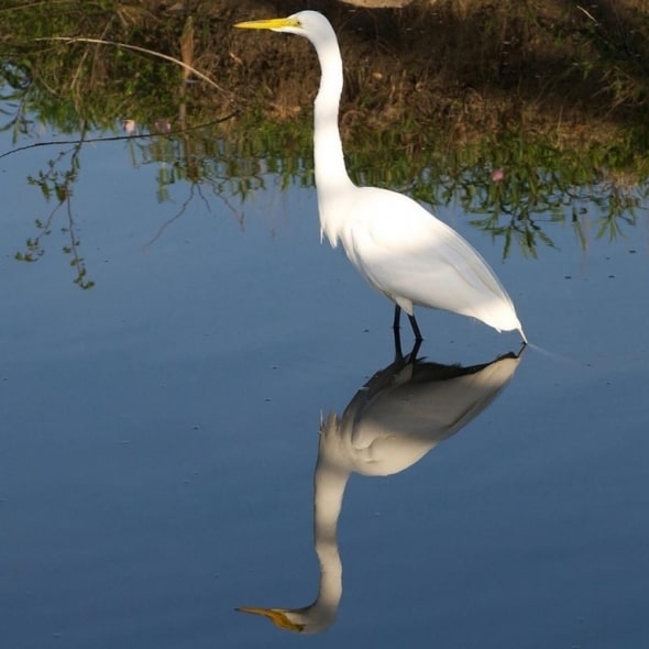 White Egret with Reflection by Wayne Vaughn