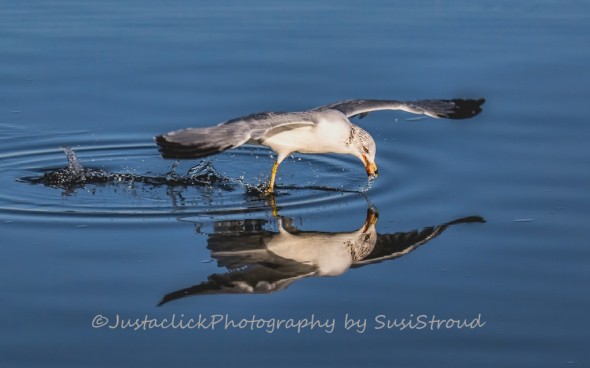 Reflection of a Ring-billed Gull