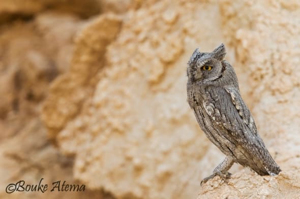 The Pallid Scops Owl in Kuwait
