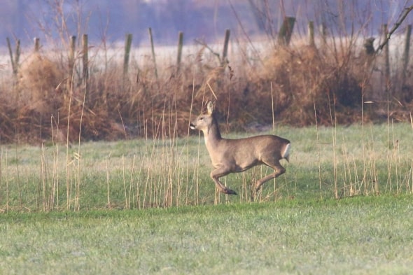 Roe Deer on the Rhine Delta (01)