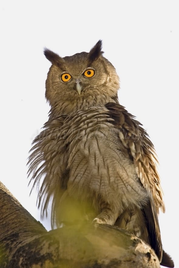 Dusky Eagle Owl in Ranthambhore