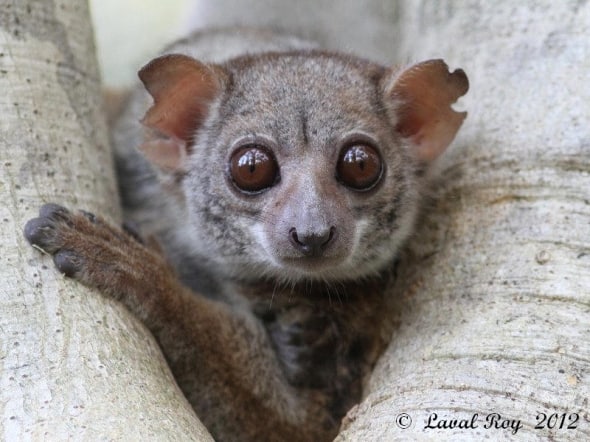 Your eyelids are heavy, your eyelids are heavy - Milne-Edwards Sportive Lemur