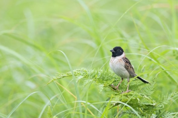 Japanese Reed Bunting (male)