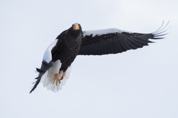 Steller's Sea Eagle (Haliaeetus pelagicus) in Flight