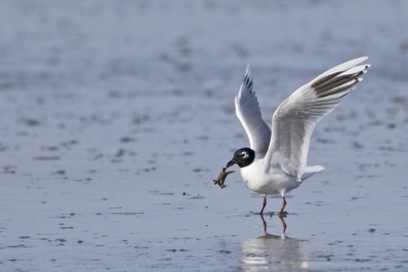 Saunders's Gull (breeding) with Crab