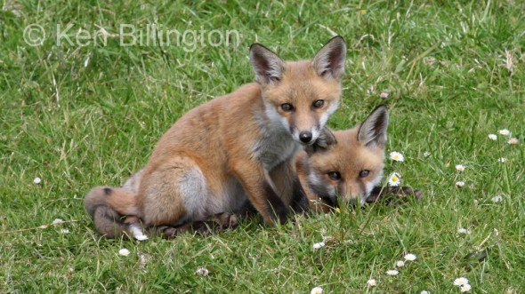 Red Fox (Vulpes vulpes) 