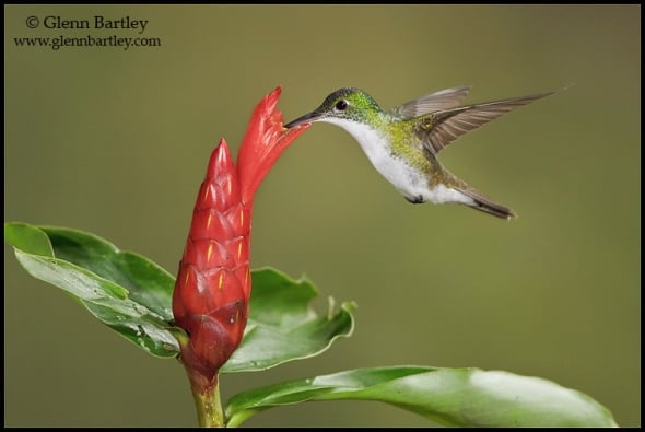 Andean Emerald hummingbird (Amazilia franciae) 