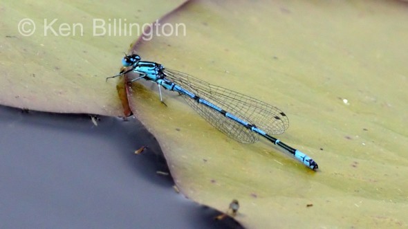 Common Blue Damselfly (Enallagma cyathigerum)