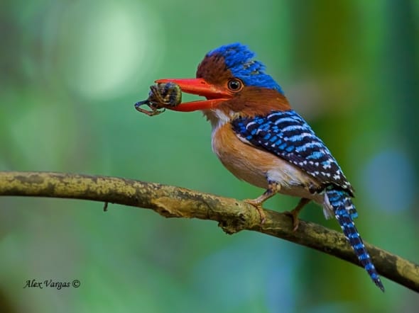 Banded Kingfisher - male with Prey