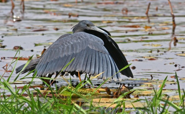Black Heron , ending canopy formation