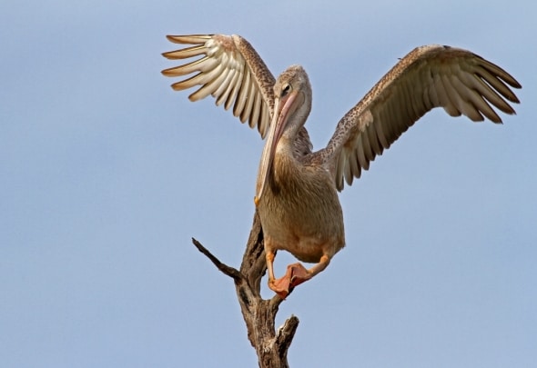 Pink-backed Pelican, searching balance