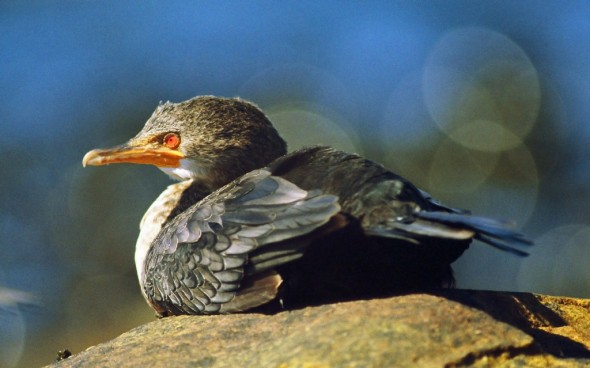 Crowned Cormorant Phalacrocorax coronatus 