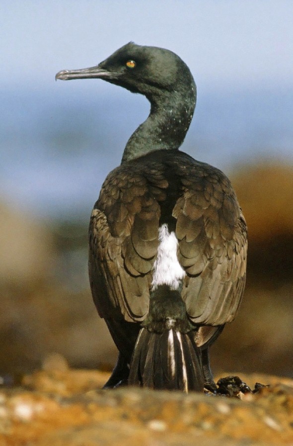 Bank Cormorant Phalacrocorax neglectus 