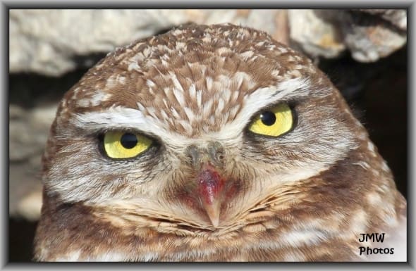 Burrowing Owl on Antelope Island