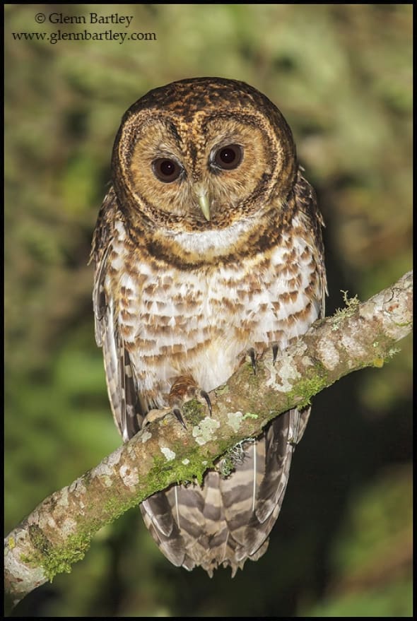 Rusty-barred Owl (Strix hylophila)