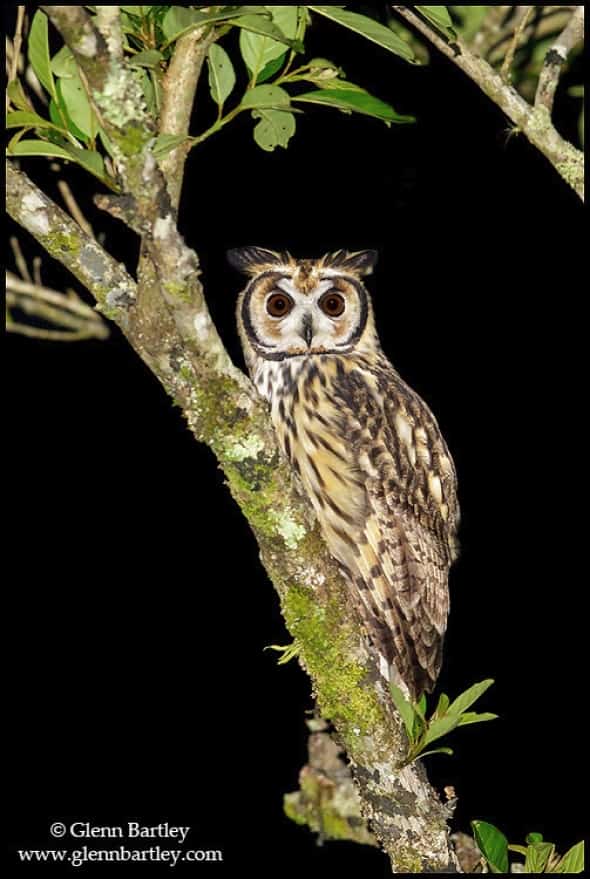 Striped Owl (Pseudoscops clamator)