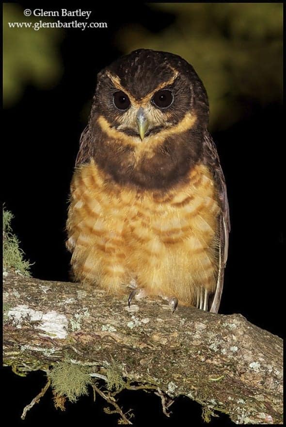 Tawny-browed Owl (Pulsatrix koeniswaldiana)