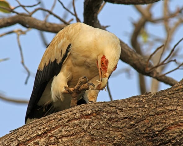 Palm-nut Vulture, Gypohierax angolensis