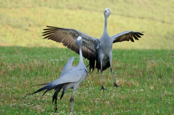 Blue Crane courtship dance