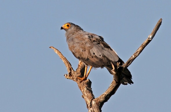 African Harrier-hawk, Polyboroides typus