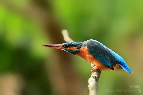 kingfisher (Alcedo atthis)