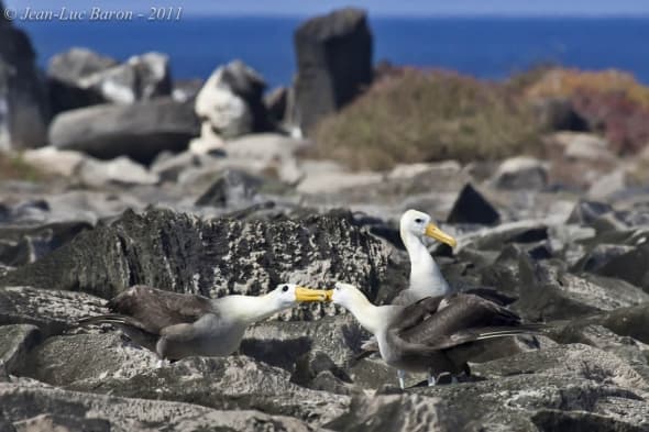 Waved Albatross Phoebastria irrorata CR