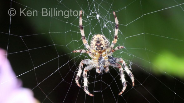 Garden-Spider-