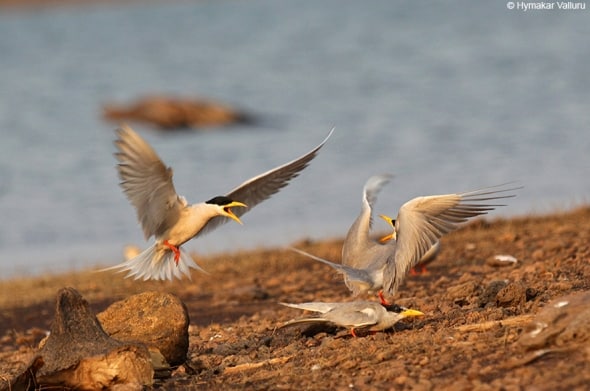 Disturbed Mating of River Terns