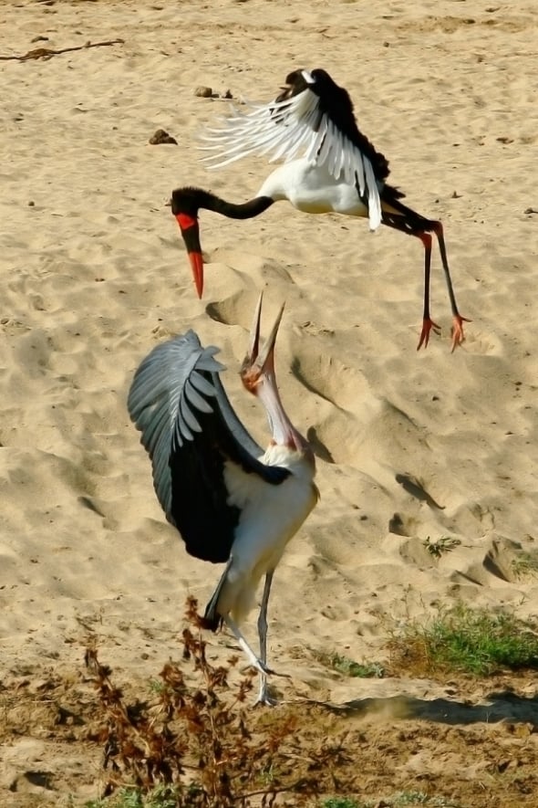 Stork-ings